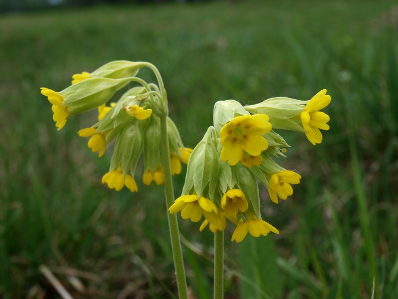 Potentilla alba e Primula veris subsp. suaveolens